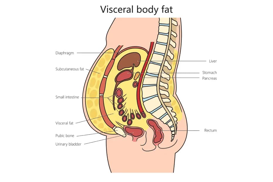 visceral fat