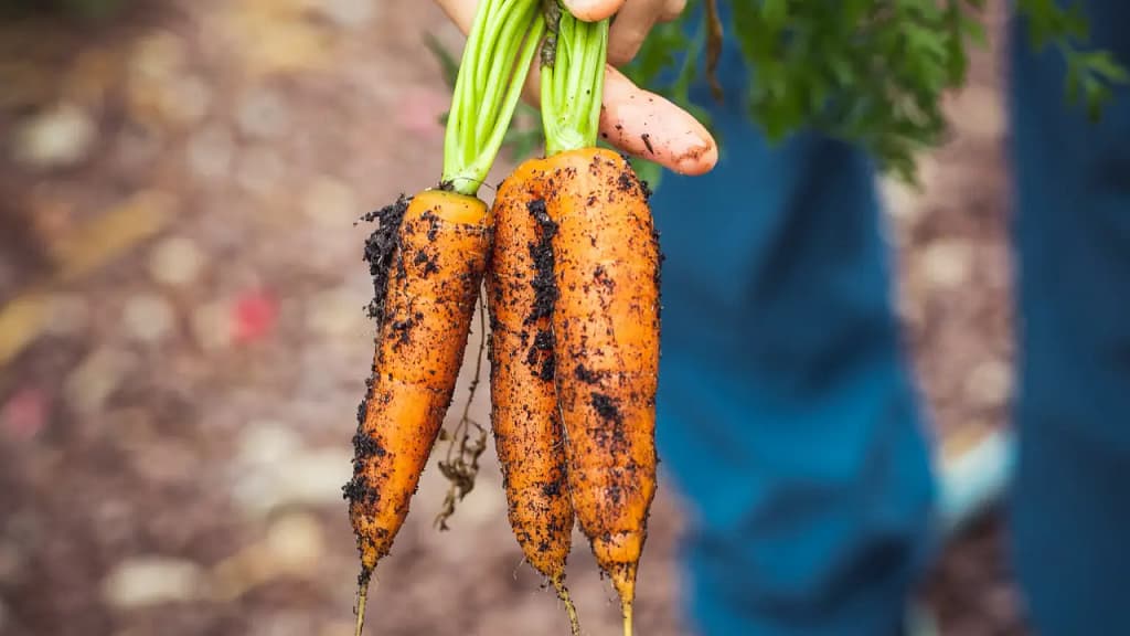 Organic food - fresh pulled carrots