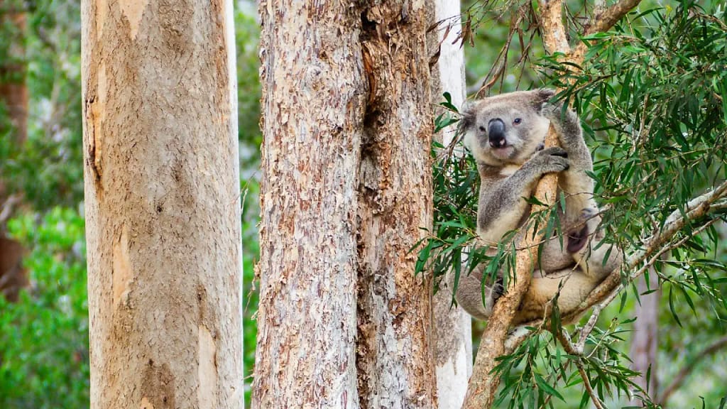 Eucalyptus essential oil - Koala bear in tree