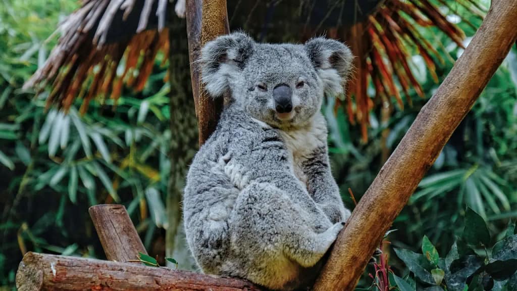 Eucalyptus essential oil