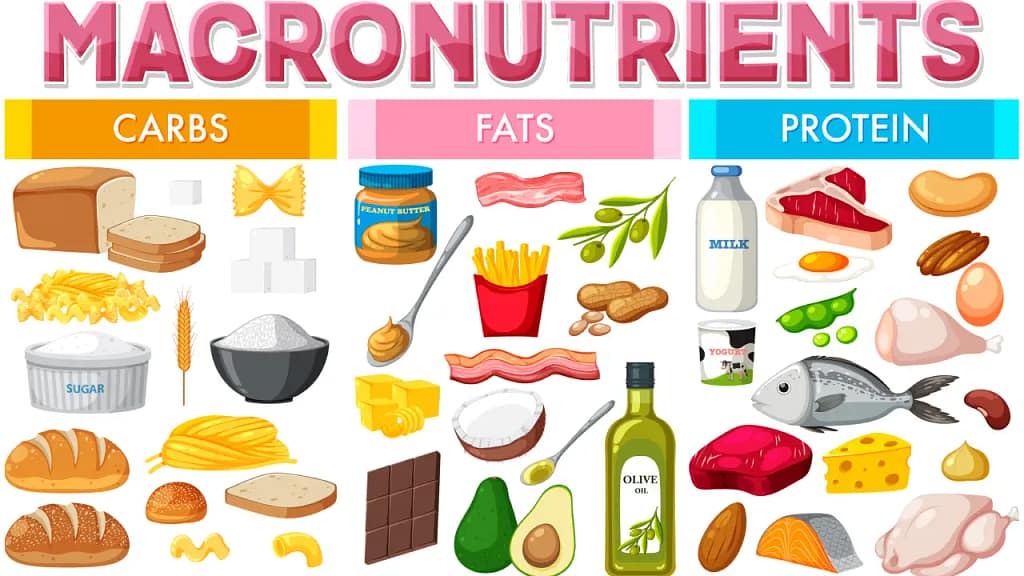 Balanced Diet diagram of macronutrients