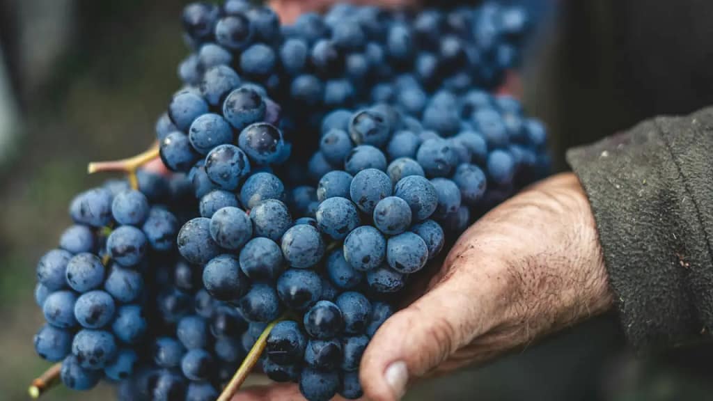 Red Wine and Resveratrol - Fine grapes
