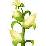 Healthy Farmers Market Corn Confetti