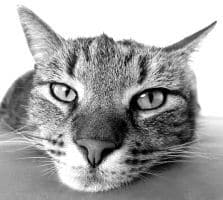 6 Snoring Treatments You Must Try