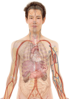 Probiotics And Their Benefits For Our Health