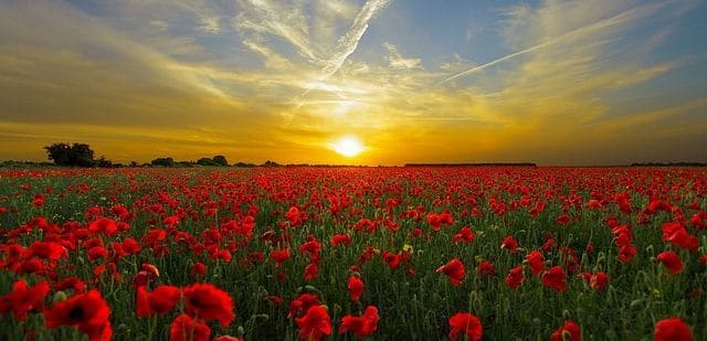 Importance Of Vitamin D