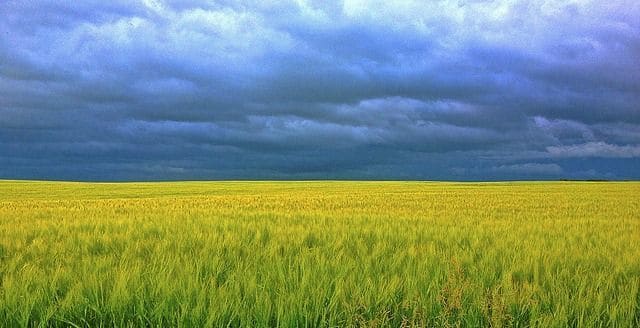 3 Nutrient Dense Foods To Add To Your Diet