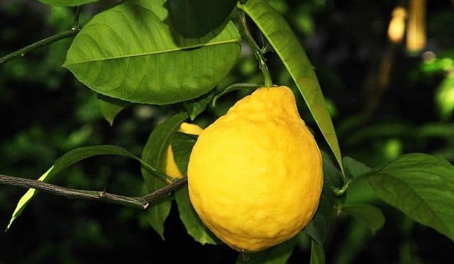 Six Ways To Use Lemons In Your Beauty Routine