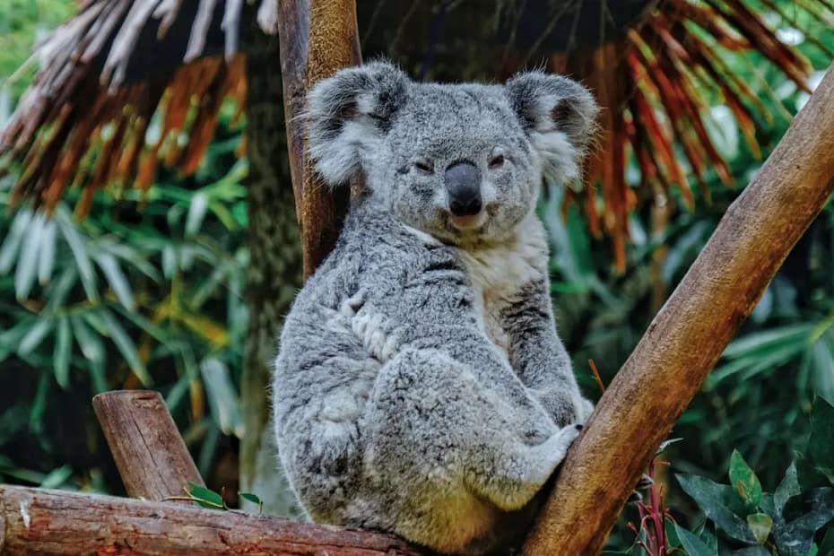 Eucalyptus essential oil