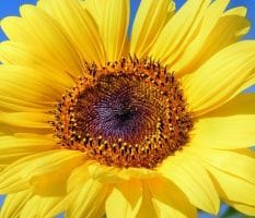 Importance Of Vitamin D